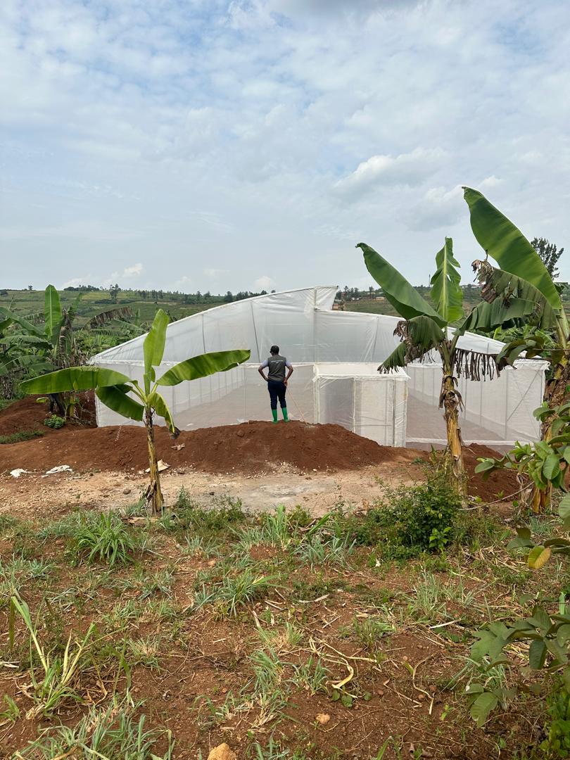 A newly-constructed aeroponic greenhouse structure